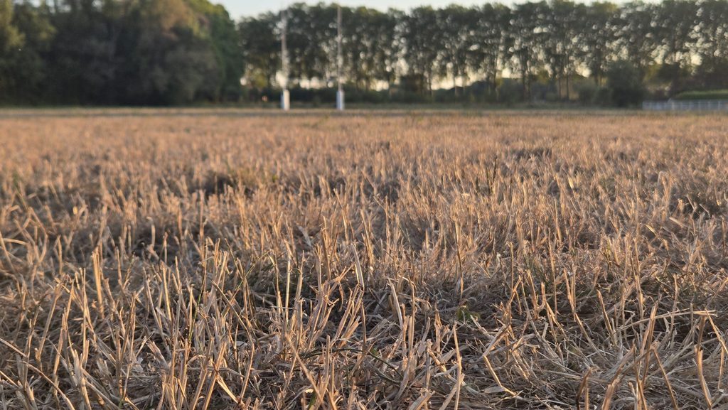 The dry, yellowed pitch at Lombez-Samatan after the late August heatwave